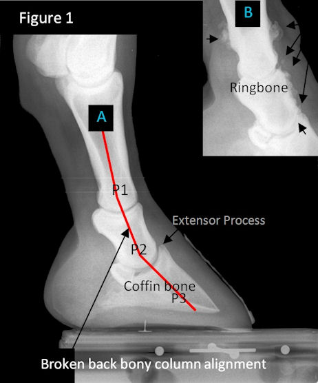 Hoof Anolomies figure-1