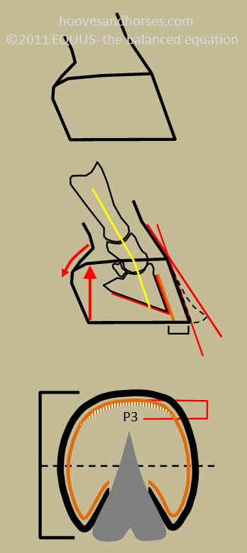 8 Hoof Types Explained