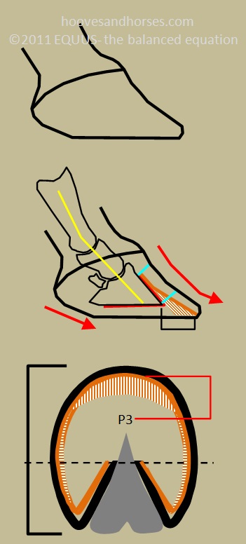 8 Hoof Types Explained