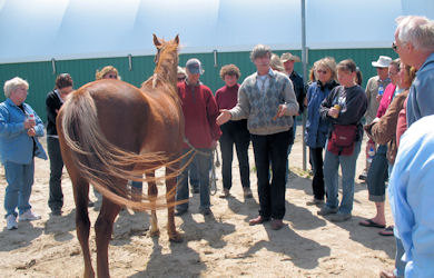 Horse Demonstration
